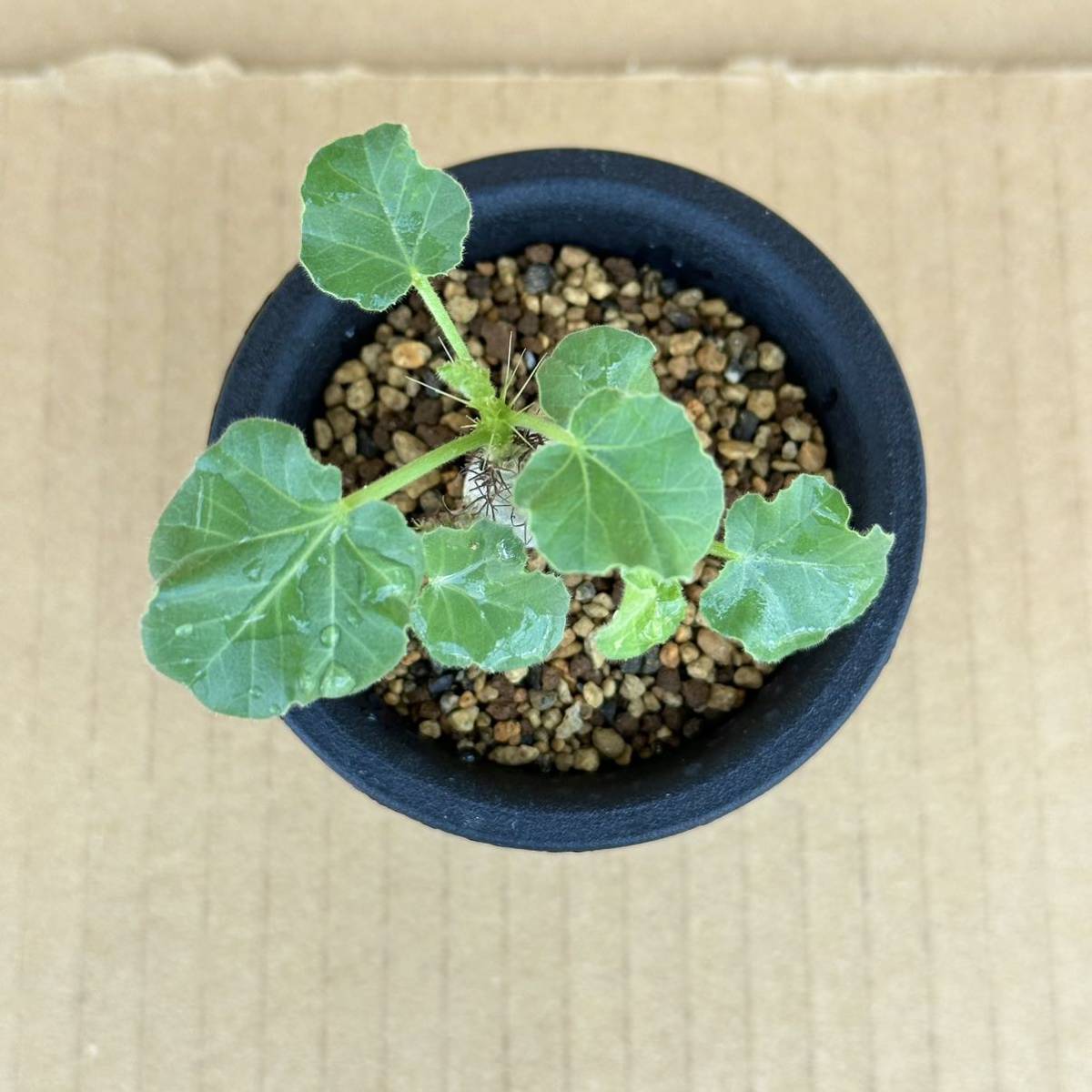 Jatropha marginata | ｜コーデックス：ヤトロファ コタブロ日記 