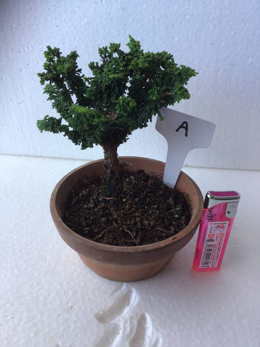 石化檜　石化ヒノキ小品素材　A 高さ、鉢底から１６cm、幅、１１cm