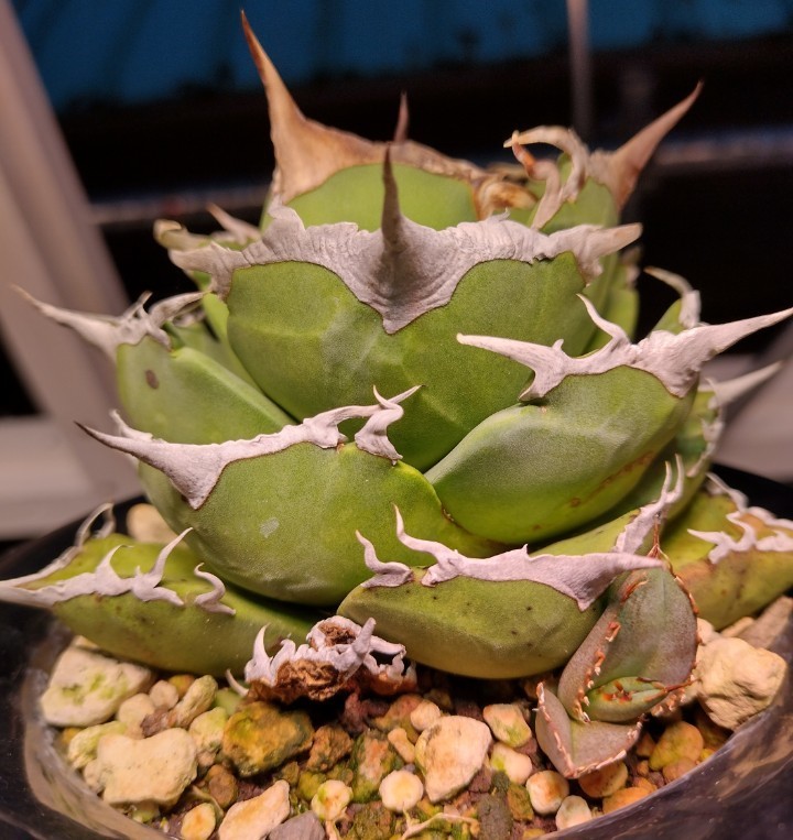 【AGAVE TITANOTA　デブボール】良型　アガベ　チタノタ　子株　ムチプリ　