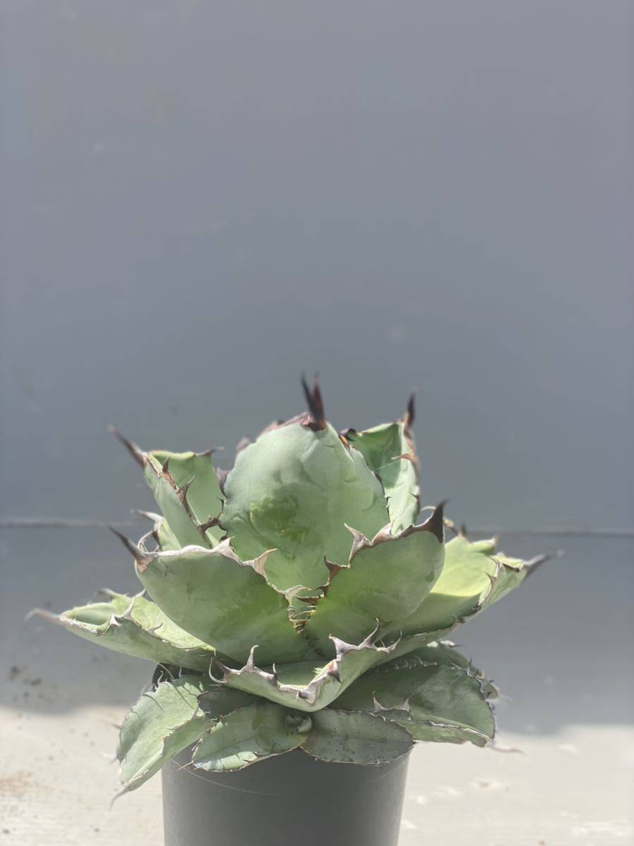 1円〜スタート！　Agave titanota black and blue アガベ　チタノタ　ブラックアンドブルー