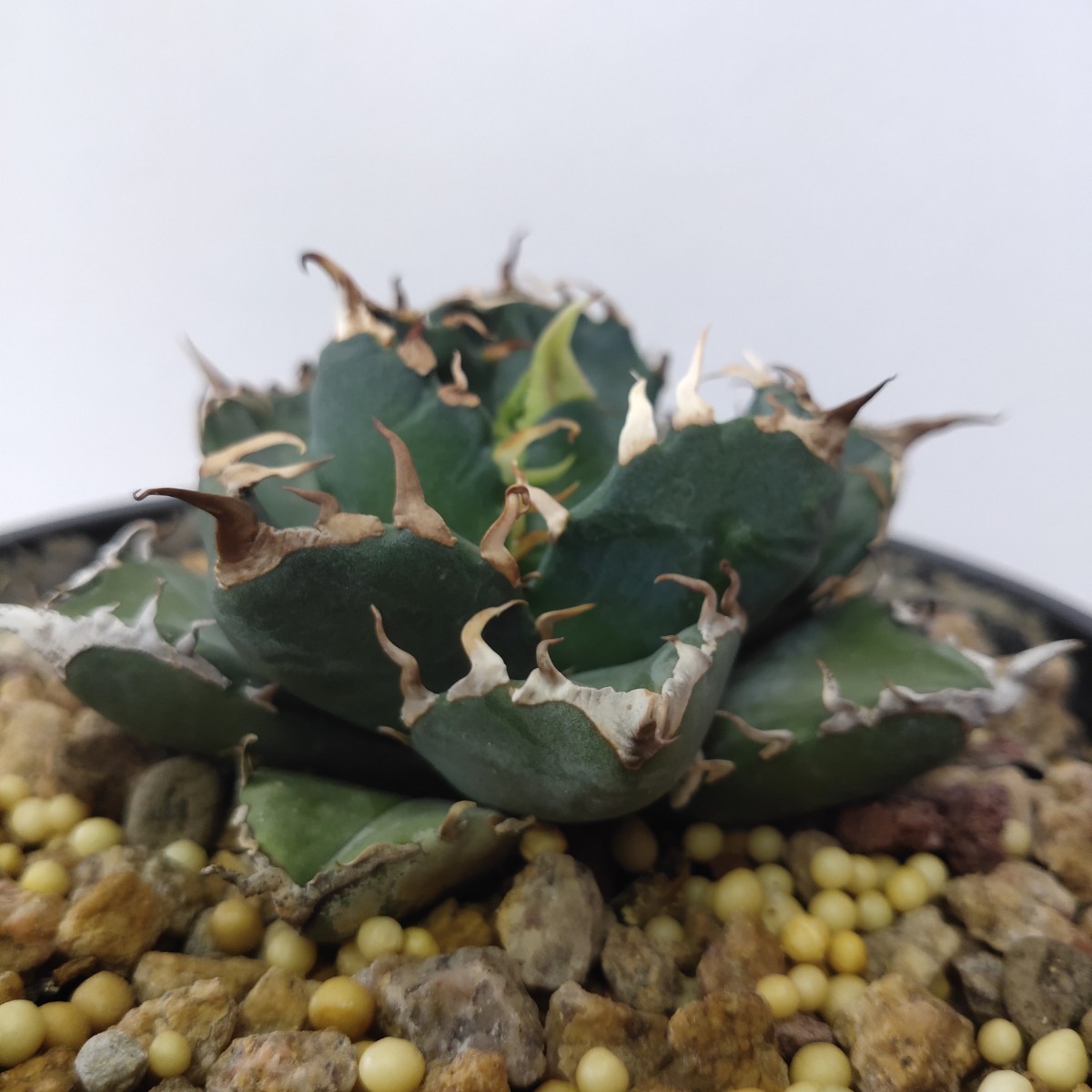 チタノタ アガベ 魔丸 優良血統 多肉植物 矮小型 農夫植物NO.867 包葉
