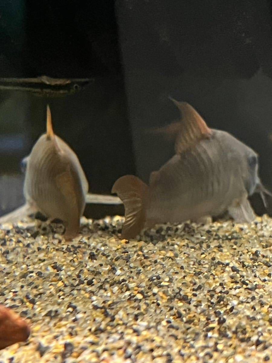 コリドラス　コンコロール　ジャンボ