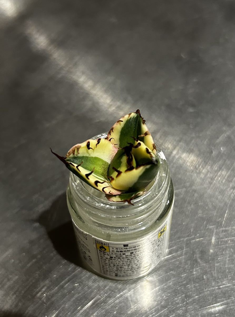 胴切り仔株】アガベ チタノタ スナグルトゥース agave titanota