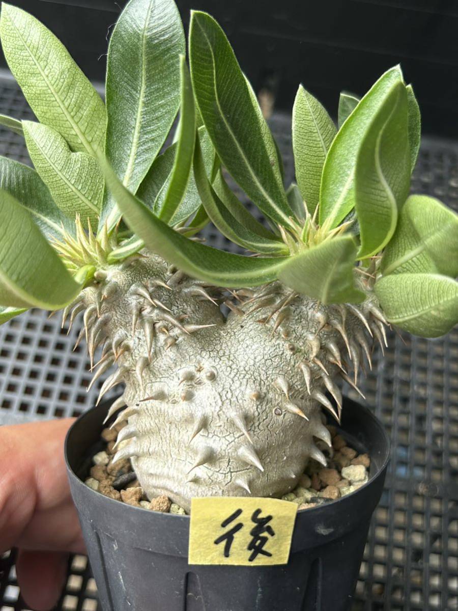 パキポディウム エブレネウム B 2頭 国内実生 Pachypodium