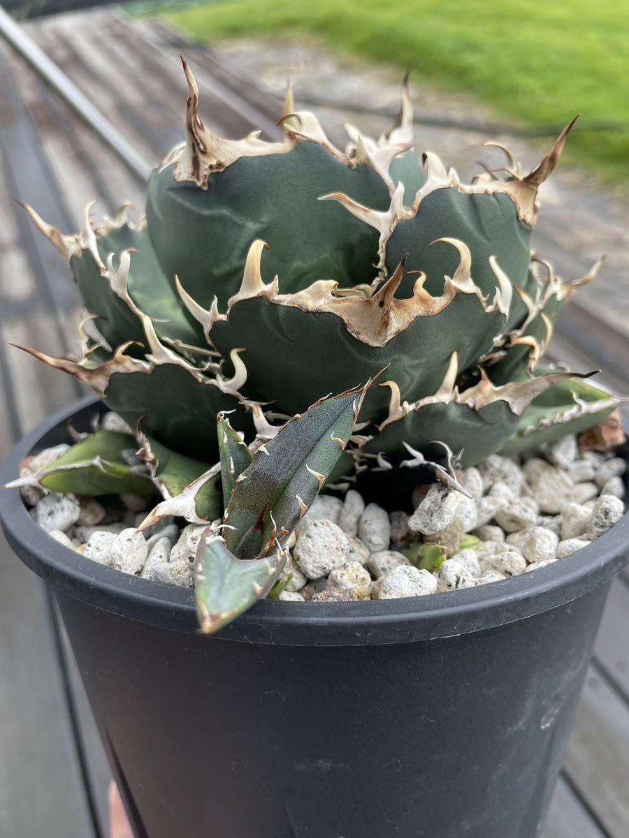 No1〜410⁄15出品取止アガベ・チタノタ 白鯨 他4株セット アガベ