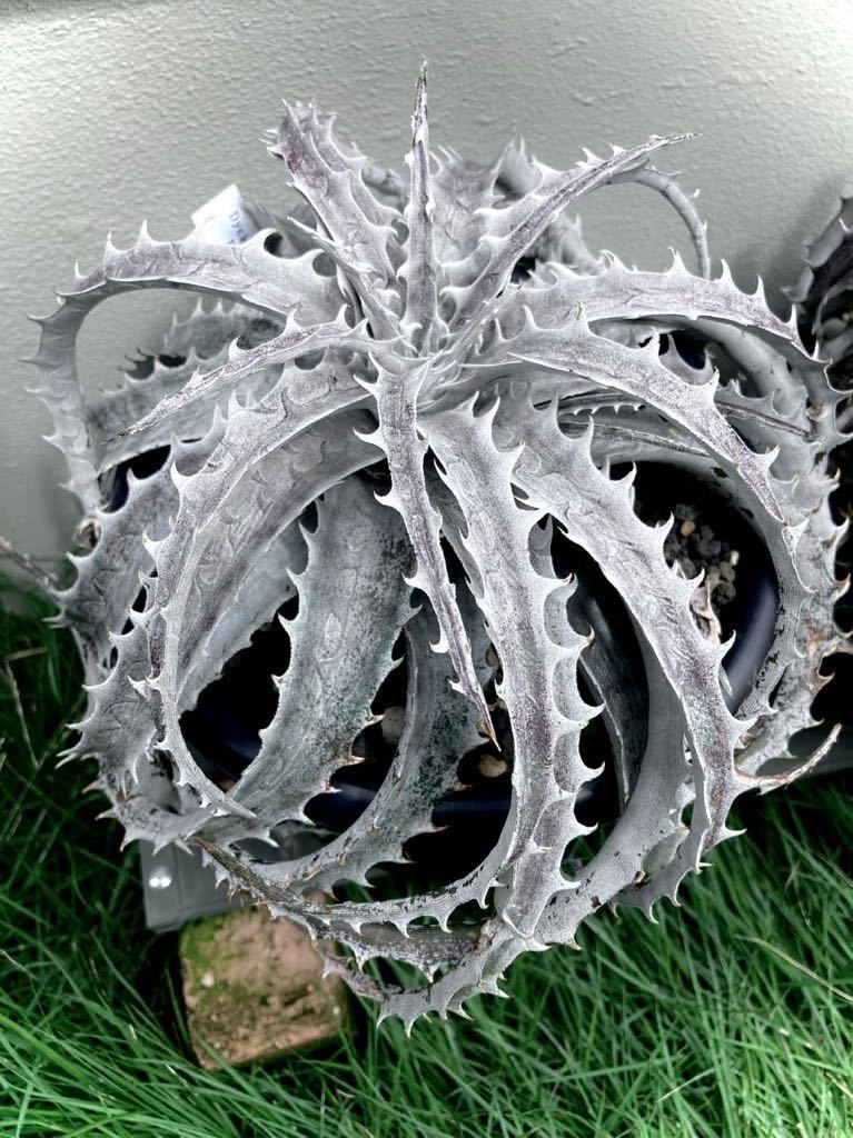 dyckia fujiyama ディッキア　フジヤマ子株