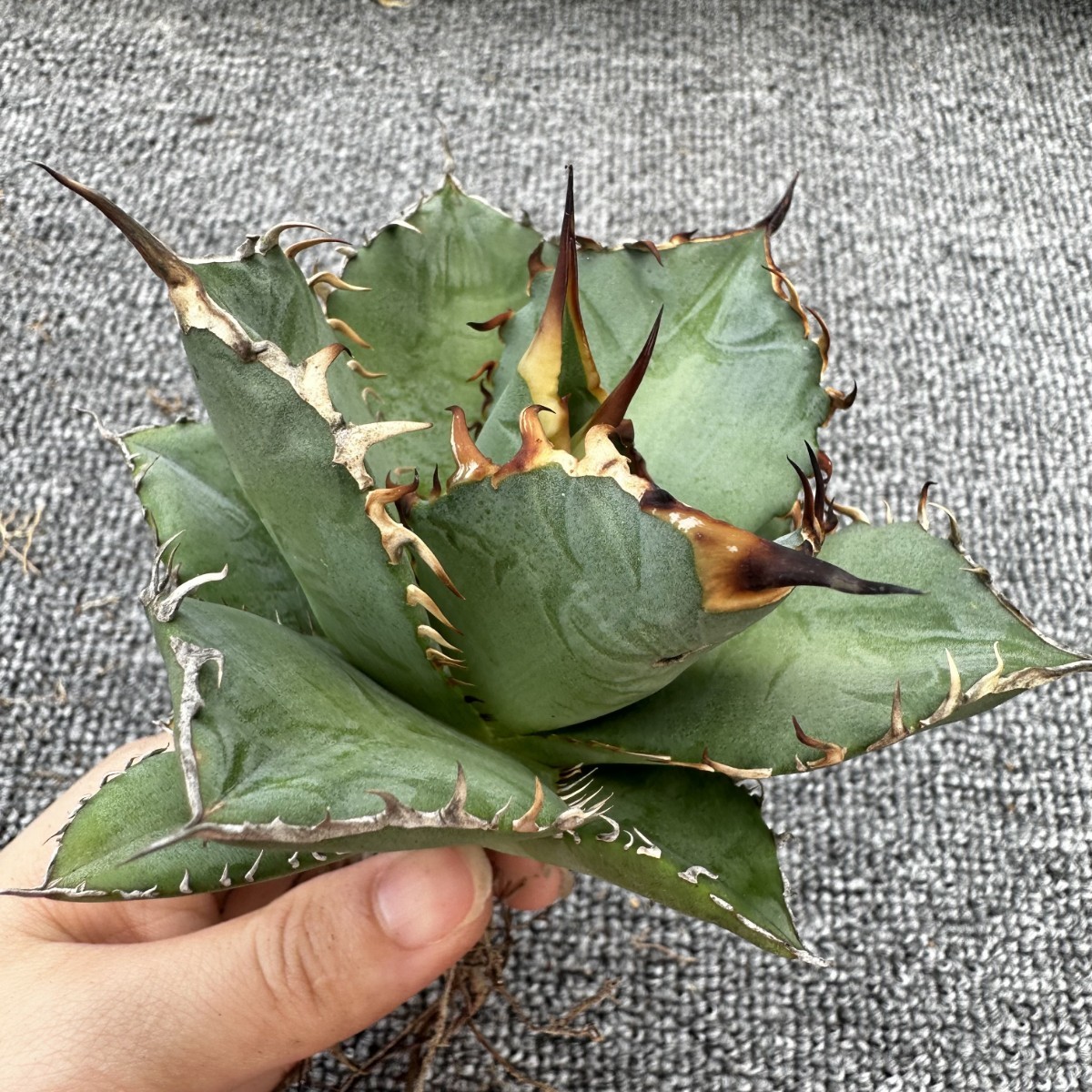【100%新品，大得価】 C46 パンダ園芸 多肉植物アガベ agave チタノタ 強棘霸王竜 sp新種 台湾輸入発根済み(アガベ)｜売買されたオークション情報、yahooの商品情報をアーカイブ公開 - オークファン アガベ