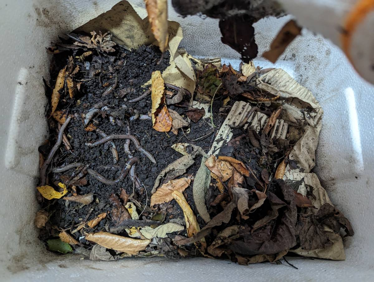 ドバミミズ大120匹以上