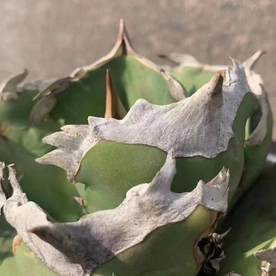 53Y アガベ 翼竜 プテラノドン 子株 agave titanota pteranodon(アガベ 