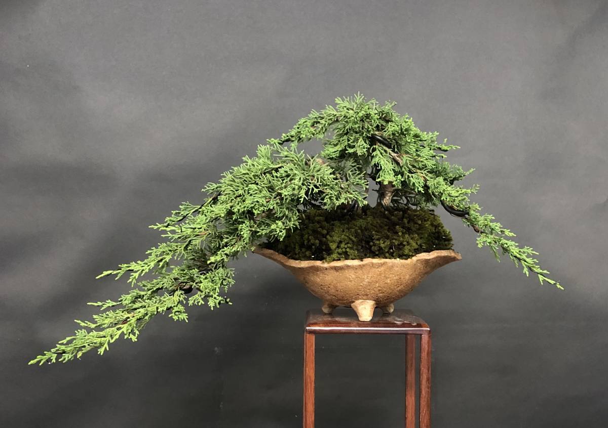 真柏 - 盆栽 「貴風盆栽」花、園芸の落札相場・落札価格 Yahoo 