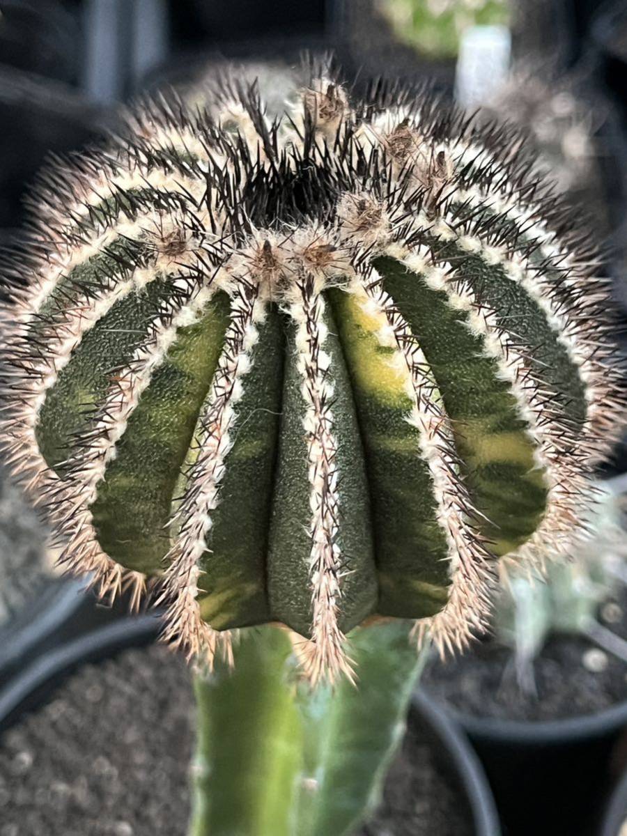 ペクチニフェラ錦 ユーベルマニア （ユーベルマニア・ペクチニフェラ  