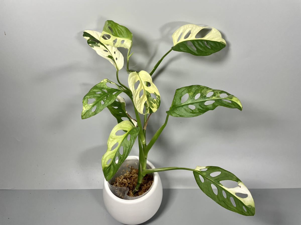 179」Monstera Adansonii Variegata マドカズラ 斑入り モンステラ