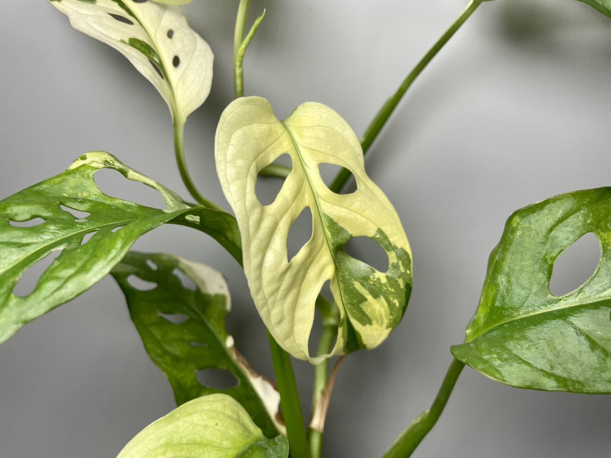 179」Monstera Adansonii Variegata マドカズラ 斑入り モンステラ