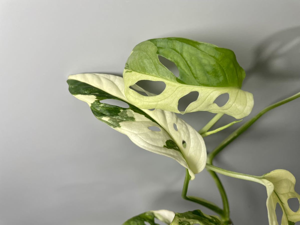 179」Monstera Adansonii Variegata マドカズラ 斑入り モンステラ 179」Monstera Adansonii Variegata マドカズラ 斑入り モンステラ
