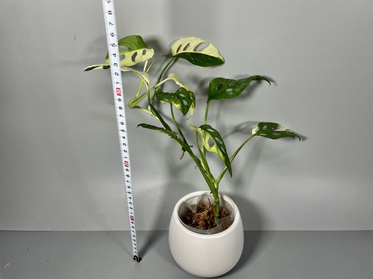 179」Monstera Adansonii Variegata マドカズラ 斑入り モンステラ