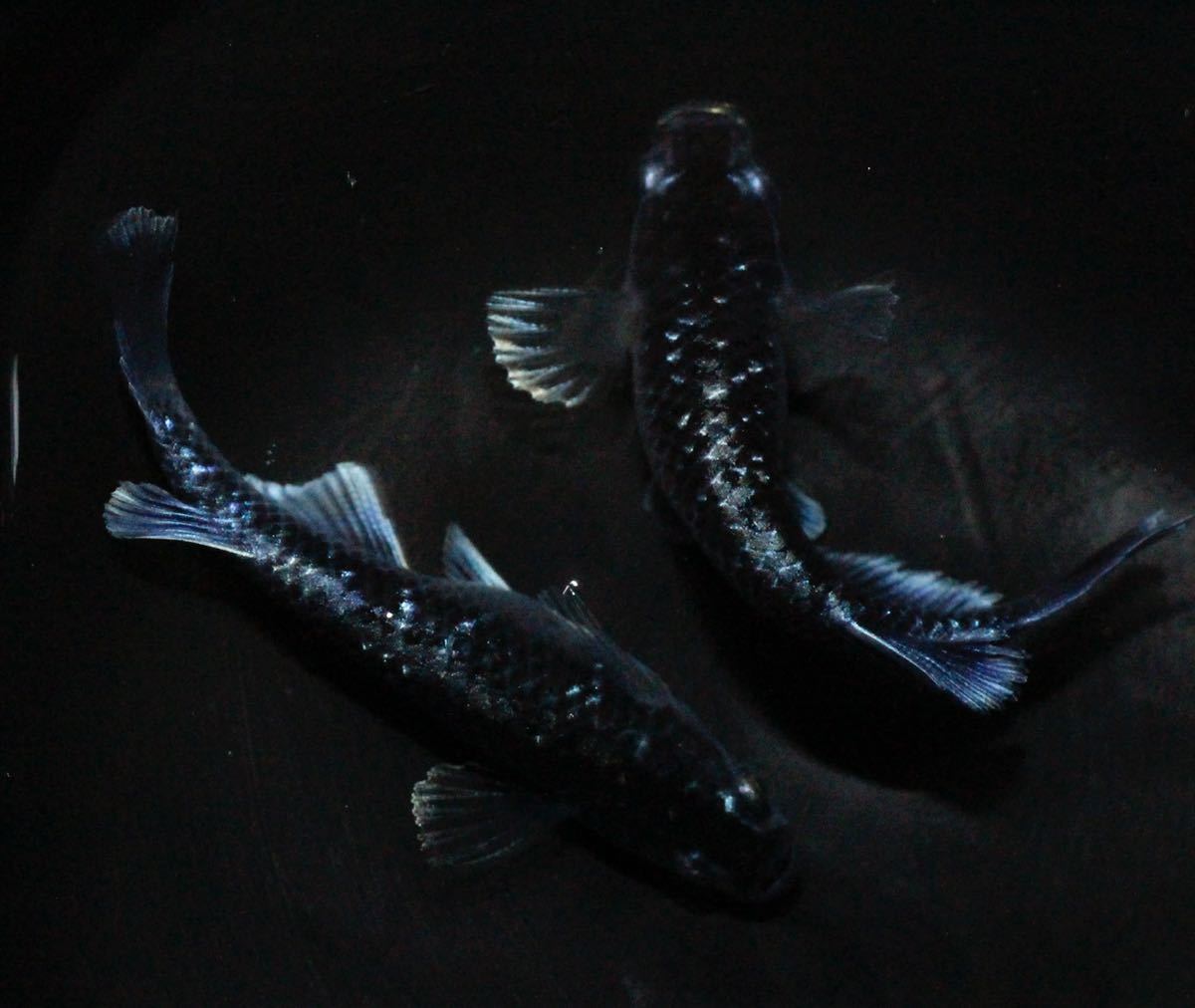 超激得，限定SALE めだか助六 38 ミッドナイトフリル 体外光タイプ １ペア ７月産まれ 若魚(めだか)｜売買されたオークション情報、yahooの商品情報をアーカイブ公開 - オークファン めだか