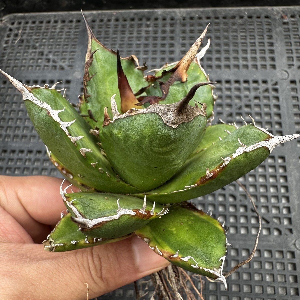 1C 多肉植物アガベ チタノタ 霸王竜 強棘極上株 発根済み 【公式通販】