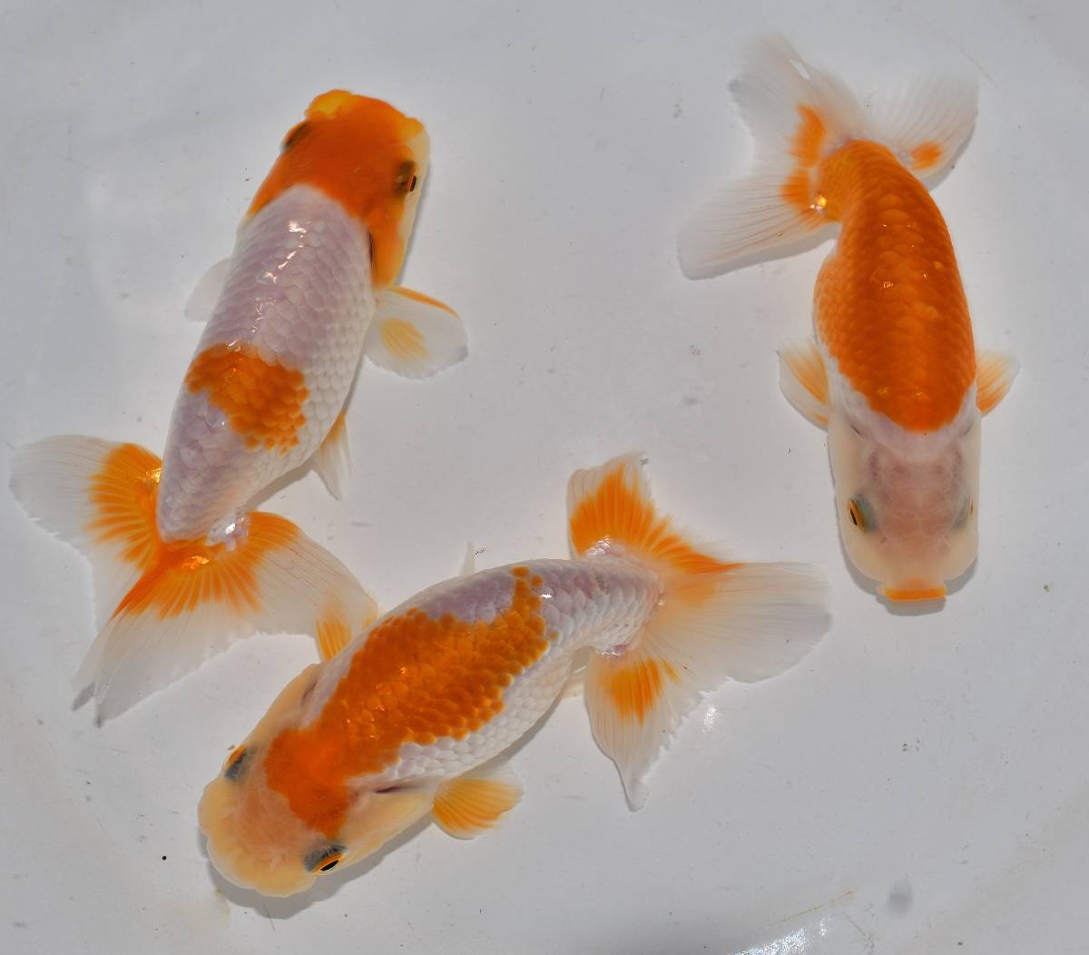 GPらんちゅう＞ 当歳 水戸荻谷氏系統魚 美更紗 らんちゅう 約4cm 0 動画