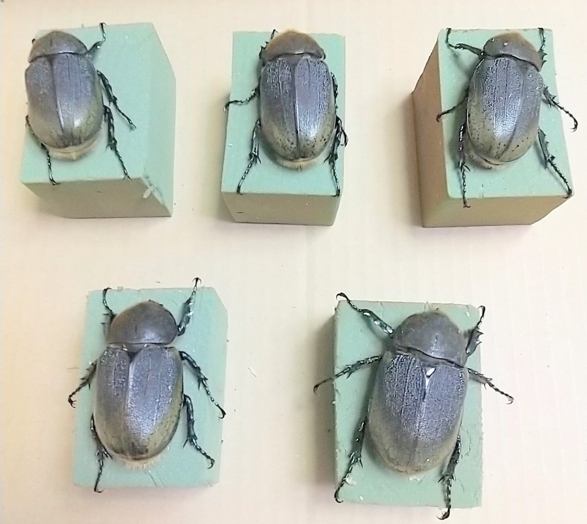 ＤＨヘラクレス 後食済み ♀５頭セット【３】まもなくブリード可能！ (種親168×73) 【発送日限定 ８月２９日(火)】ヘラクレスオオカブト