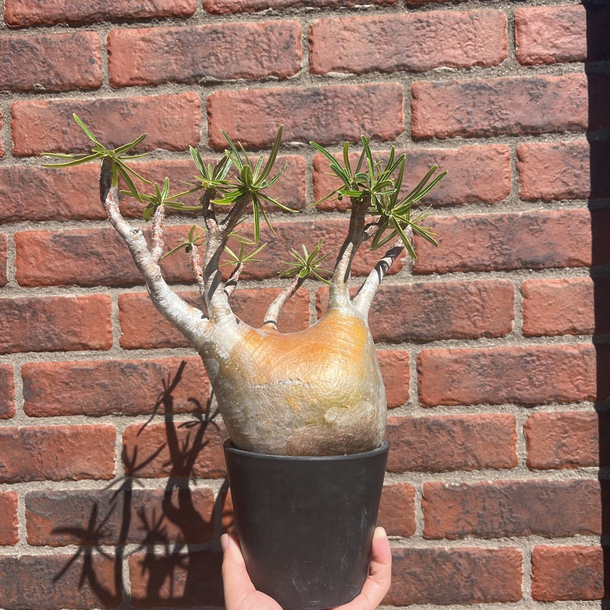 現地株　パキポディウムグラキリス 鉢付き　発根済　塊根植物 コーデックス 多肉植物 サボテン (検索 グラキリス パキプス アガベ 万物想