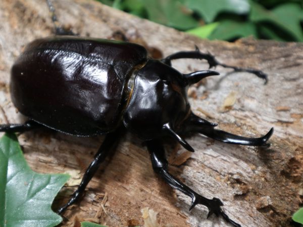 ☆ゴン太☆　マルスゾウカブト　新成虫ペアー　１２