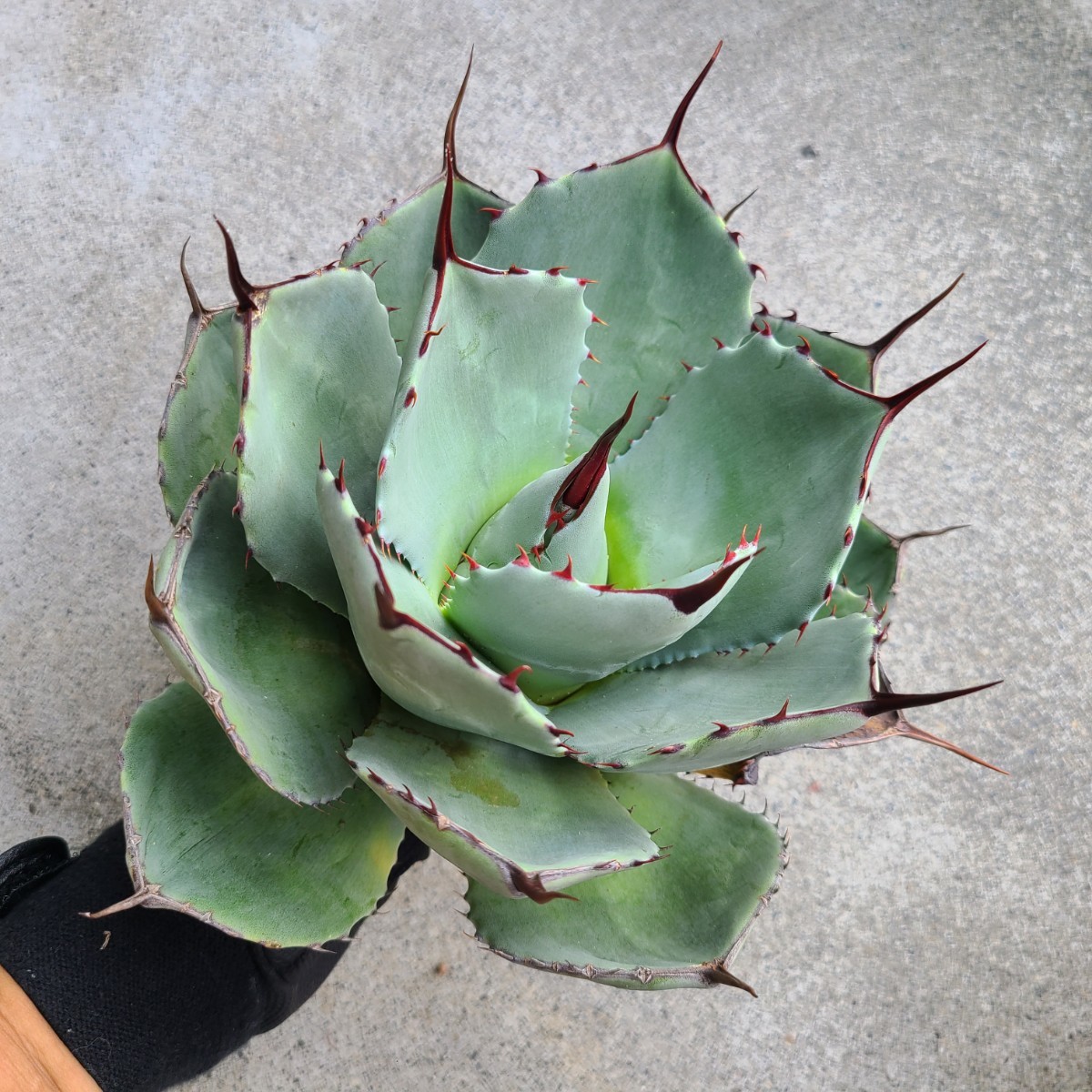 ⑪【1円スタート】アガベ・パリー・トランカータ/トゥルンカータ/parryi/truncate/US輸入株/良色棘/美株/傷み有(プロフ必読)、