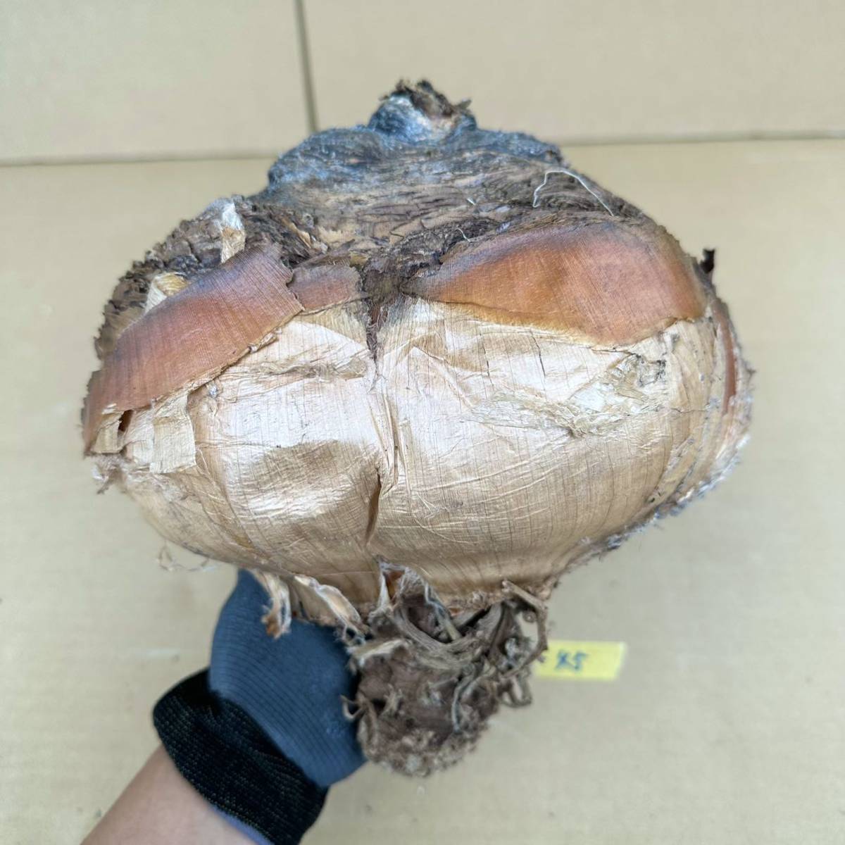 45 Boophane haemanthoides / ブーファン ハエマンソイデス [検索] パキポディウム グラキリス パキプス ハエマントイデス ディスティチャ