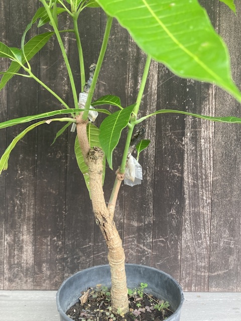 ➁マンゴー苗 耐寒性ヤマシタ 【公式通販】