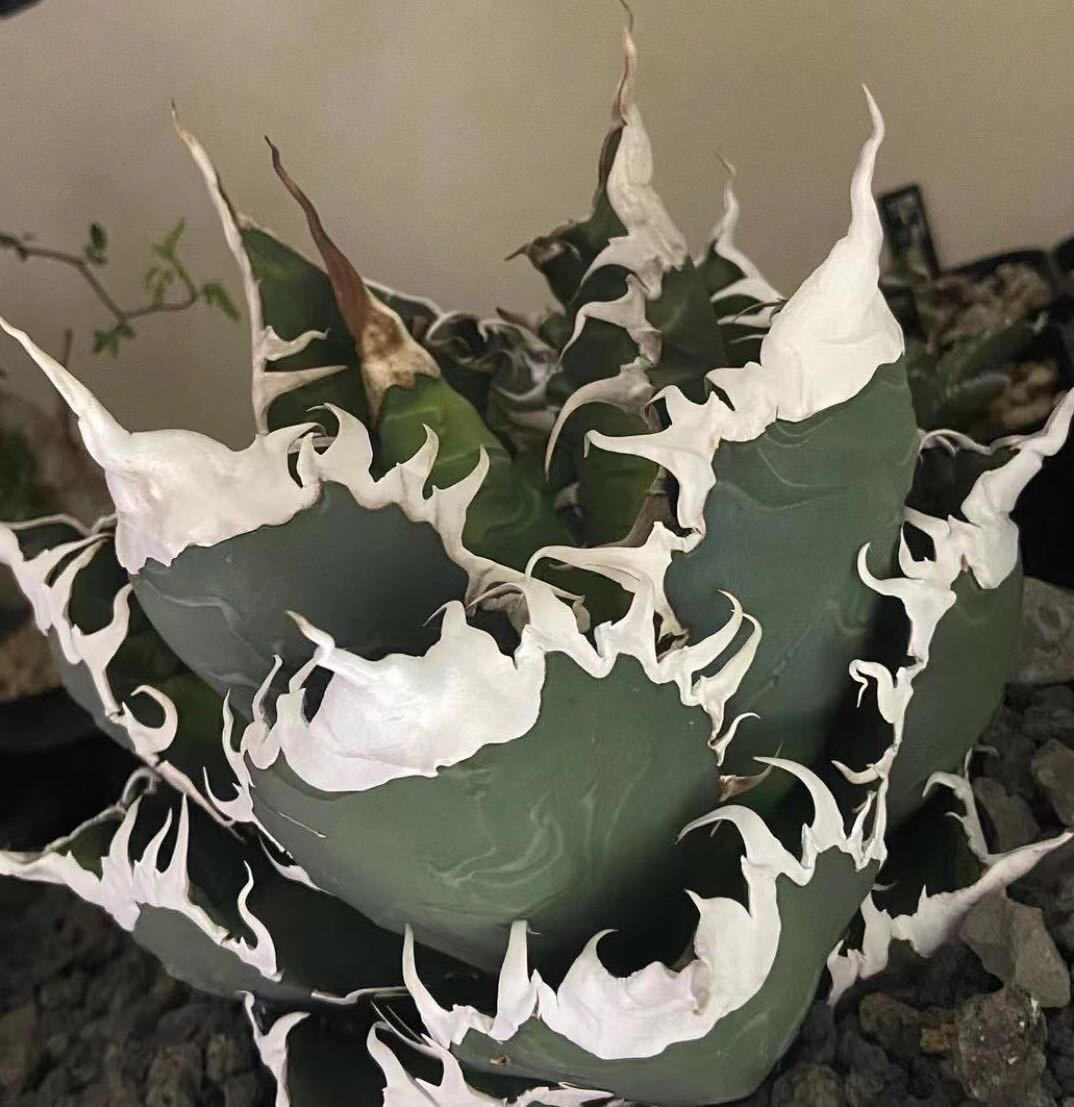 d87 アガベ チタノタ 悪魔くん BAKEMONO /検 フィリグリー スーパーシーザー SAD 