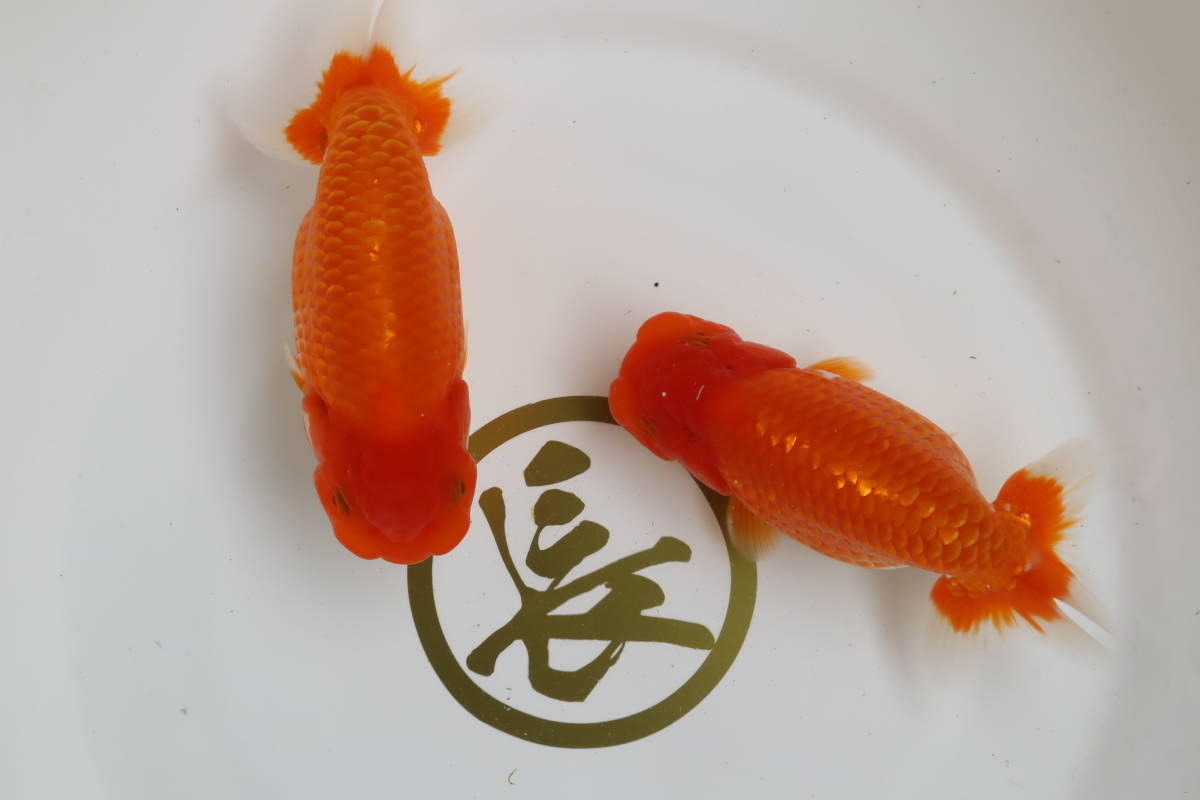 丸長 ① 品評会、極上種魚！【 関東有名部リーダー作出魚 】当歳魚　12～13㎝！ オス 1、メス 1！　2匹！