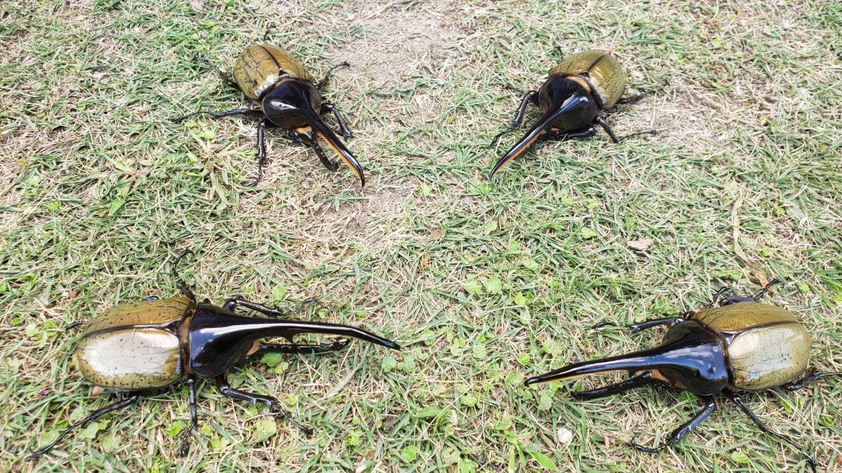 【空】(2)DHヘラクレス 角曲がり個体　♂131ｍｍ、♂130ｍｍ、♂127ｍｍ、♂126ｍｍ（４頭セット）