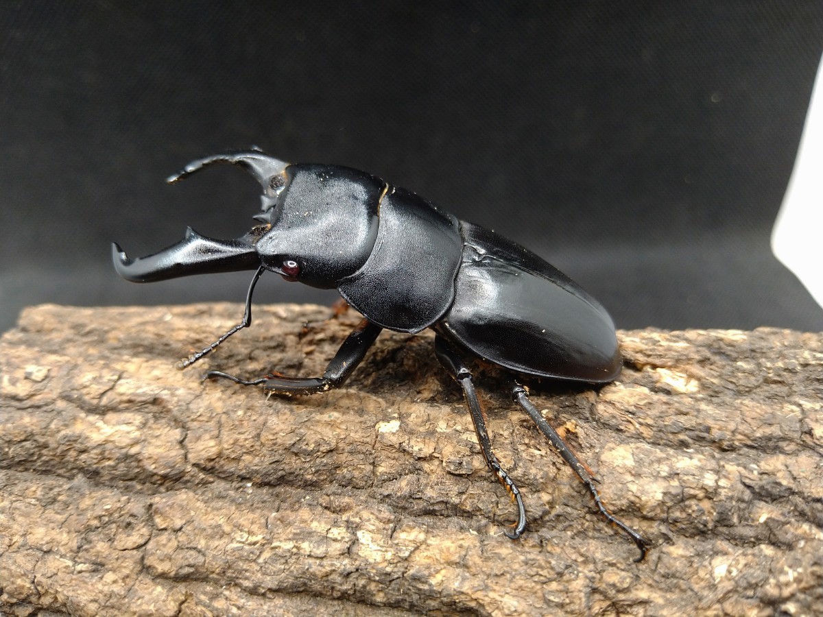 ヤエヤマノコギリクワガタ 特大♂59.7mm 石垣島 - Insect Islands 〜南