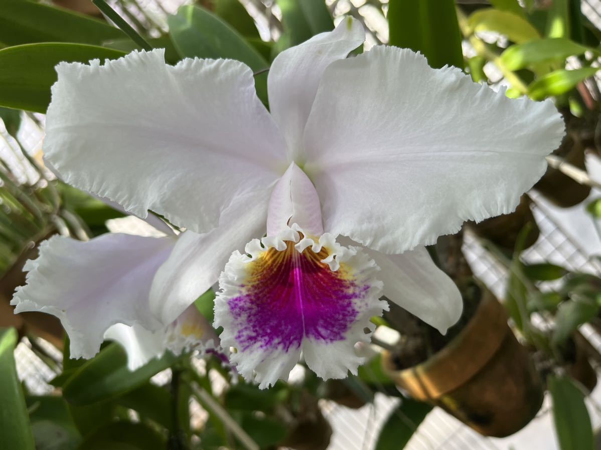 08/24 Bulb.claptonense aureum 'Daisen'(OG) 洋蘭 バルボフィラム