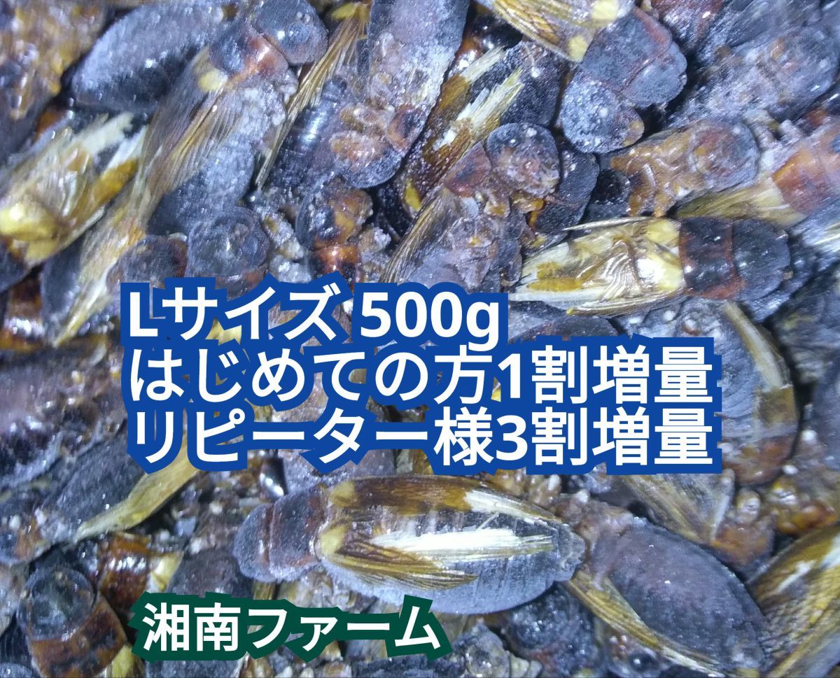 Lサイズ 500g 冷凍 コオロギ 脚部除去済 ★はじめての方1割増量★リピーター様3割増量 冷凍保存用チャック袋入り★送料無料★