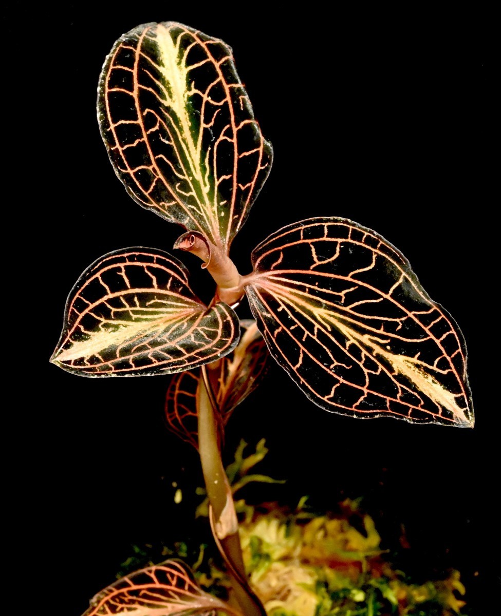 洋蘭原種 (522) 綺麗な良株です。ジュエルオーキッド Anoectochilus albolineatus (Sib) アネクトキラス アルボリネアタス