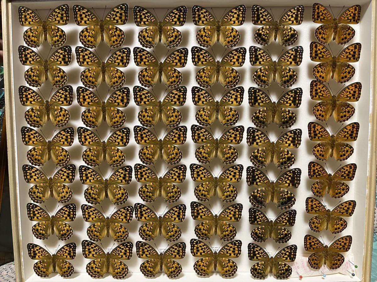 昆虫用品 蝶の標本 長野県産オオイチモンジ2♂1♀3頭セット