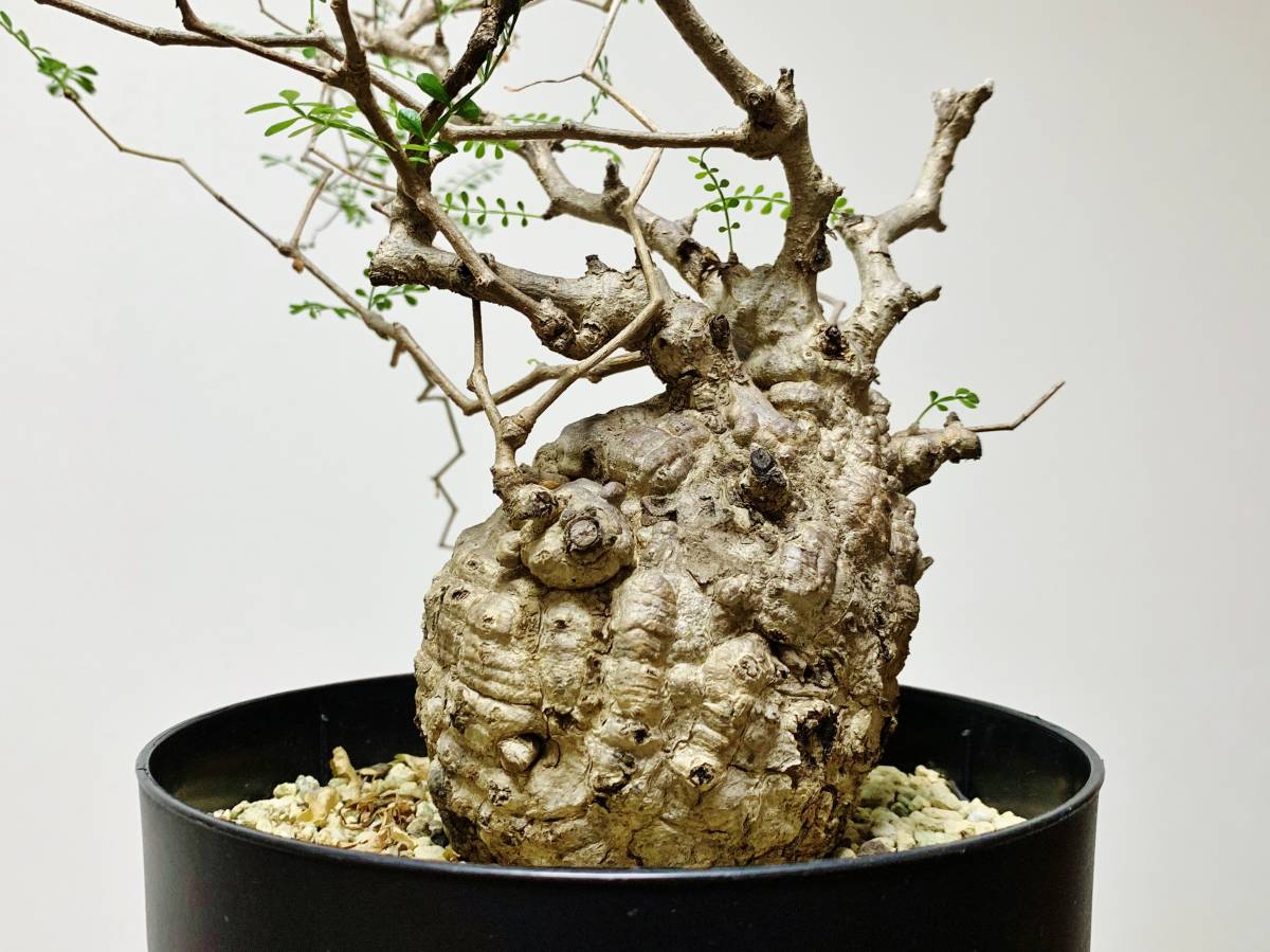 オペルクリカリア　パキプス　丸株　検) グラキリス　コミフォラ　扁平 オペルクリカリア パキプス 丸株 検) グラキリス コミフォラ 扁平