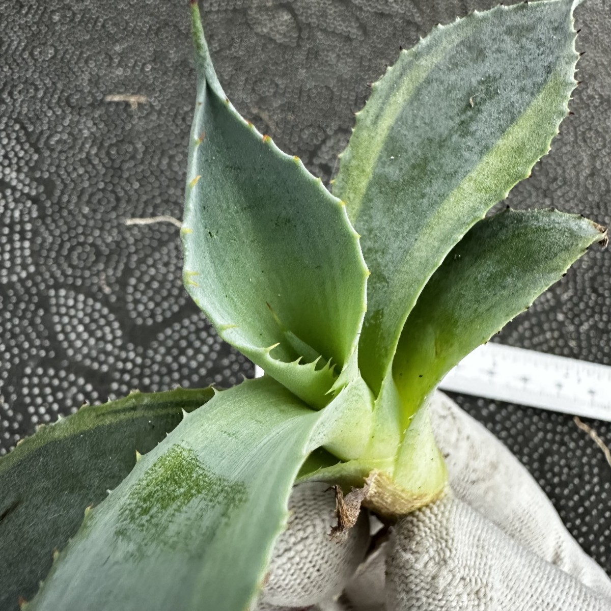 W43 オバティフォリア オルカ 稀少株 アガベ 多肉植物 アガベ オバティ