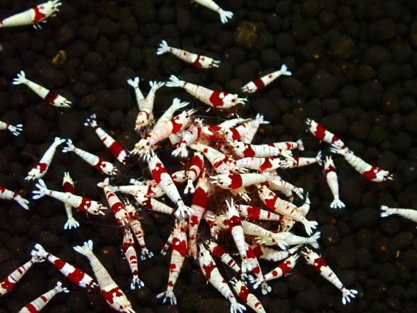 ＊利根川珊瑚店＊　レッドビーシュリンプ ハイグレード 100匹 雌雄ランダム ★期間限定出品★ 同梱不可　＊ ビーシュリンプ エビ ＊　S12