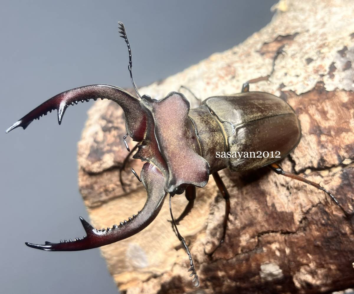 ☆ ビークワレコード直仔 原名クラーツミヤマクワガタ(クラーツミヤマ クワガタ)1♂3♀セット☆