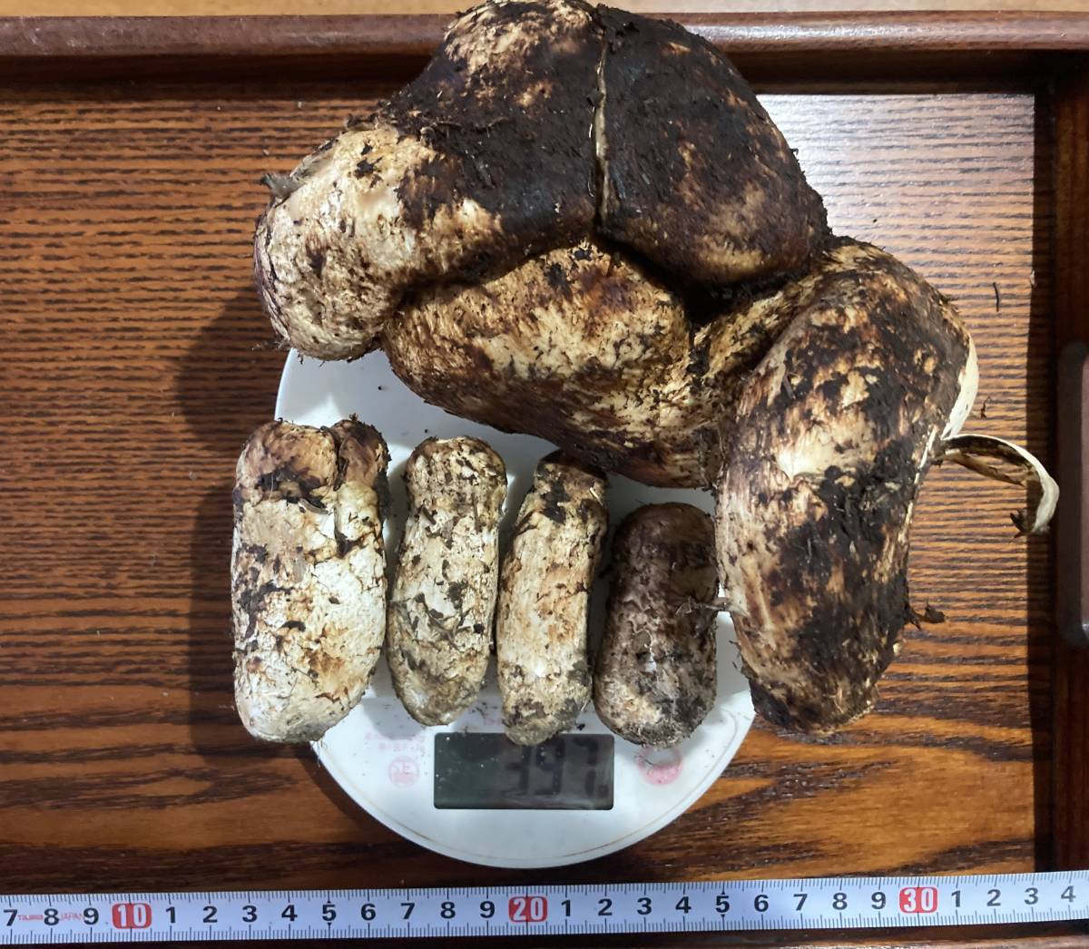 松茸 岩手県産 9月30日採取 288グラム