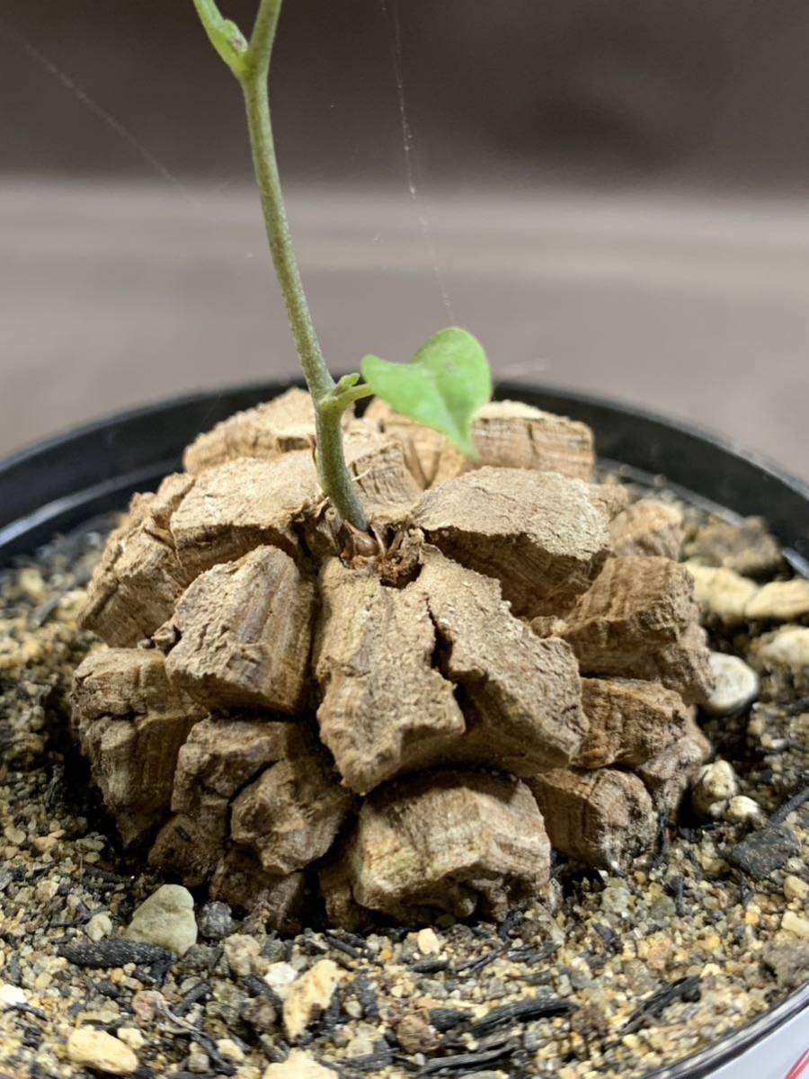 白峯園 d25 亀甲竜 選抜優良個体Dioscorea elephantipes 白峯園 d25 亀甲竜 選抜優良個体Dioscorea elephantipes