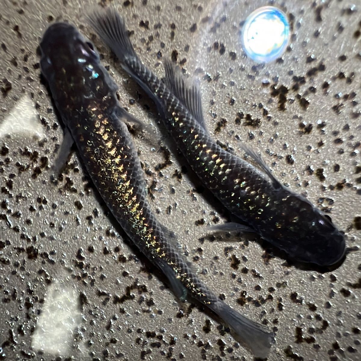 貧血寝々】初出品 極上 ブラック蜜柑 1ペア 若魚 メダカ