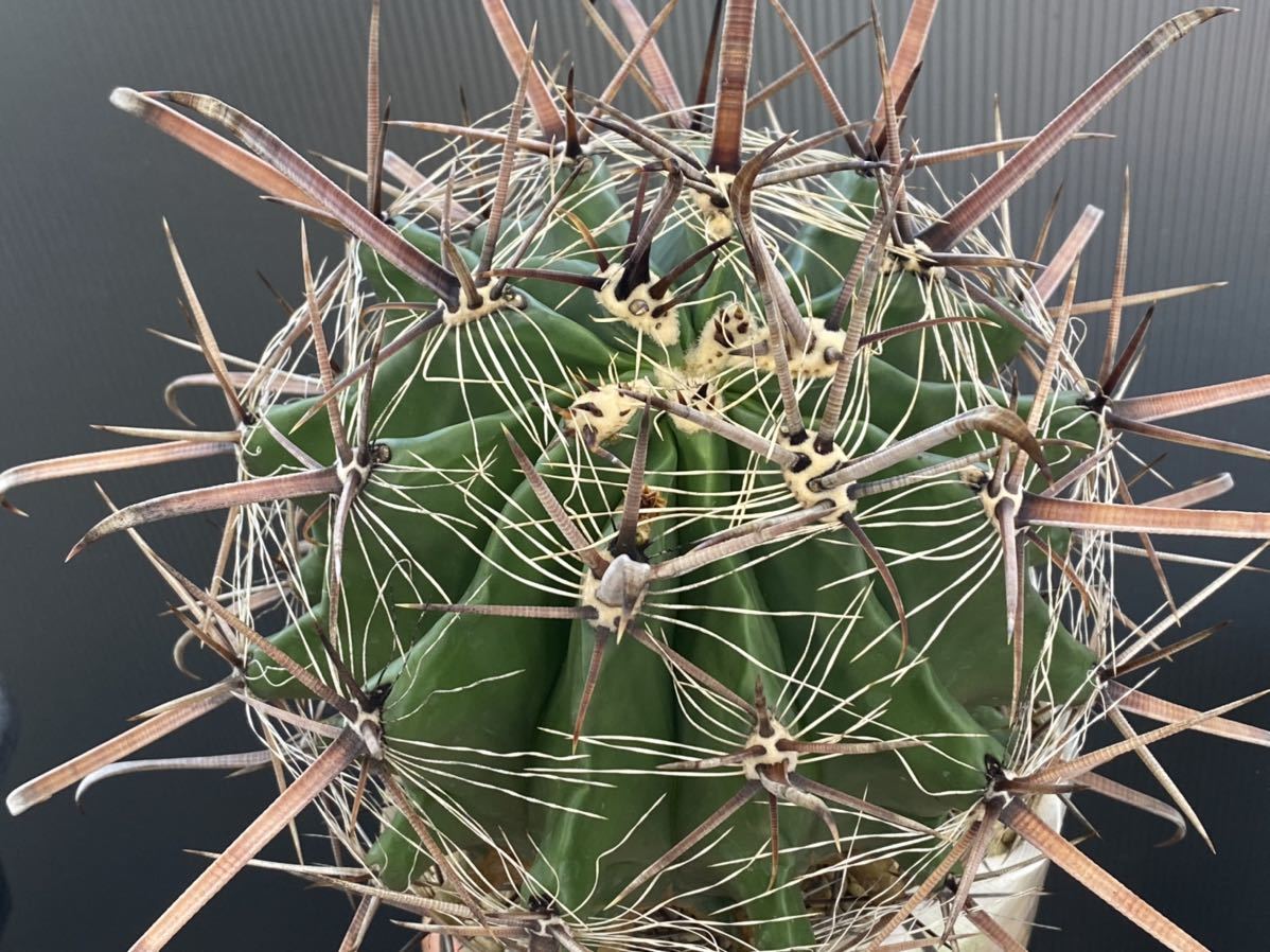 観葉植物 サボテン 巨鷹玉