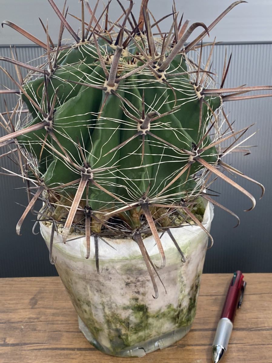 観葉植物 サボテン 巨鷹玉
