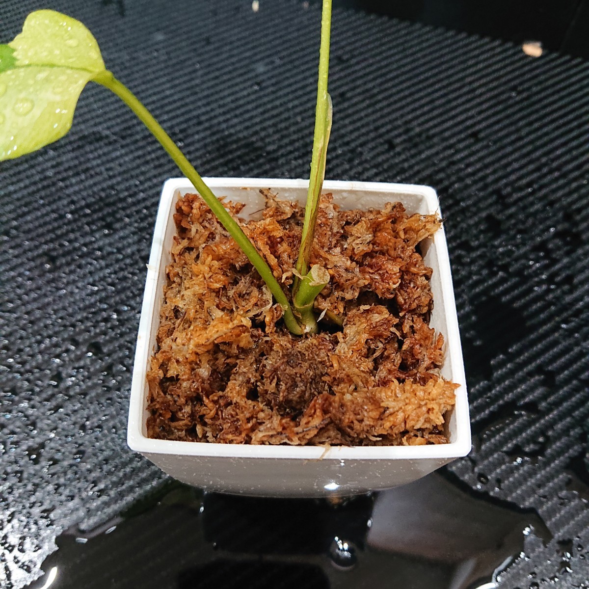 ラフィドフォラ テトラスペルマ パラゴン トップカット 斑入り 発根