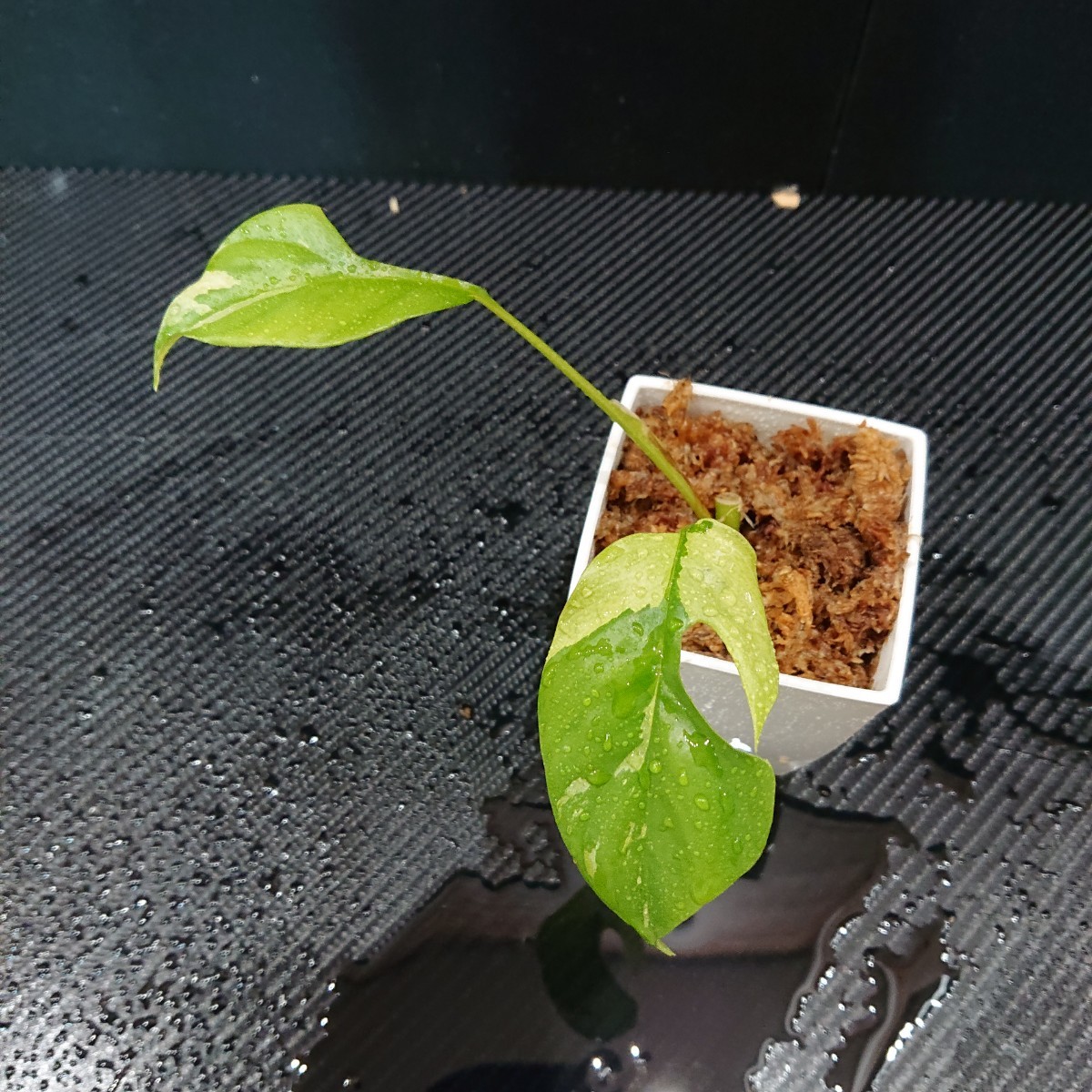 ラフィドフォラ テトラスペルマ 24 お得な2節! 発根済み！ パラゴン