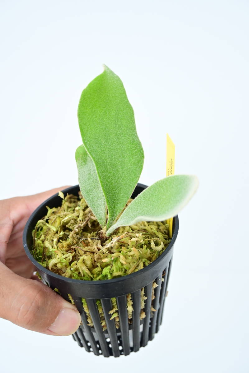 Compact Form) P.veitchii cv.Lisa(Compact Form) spored③ ＠ビカ森
