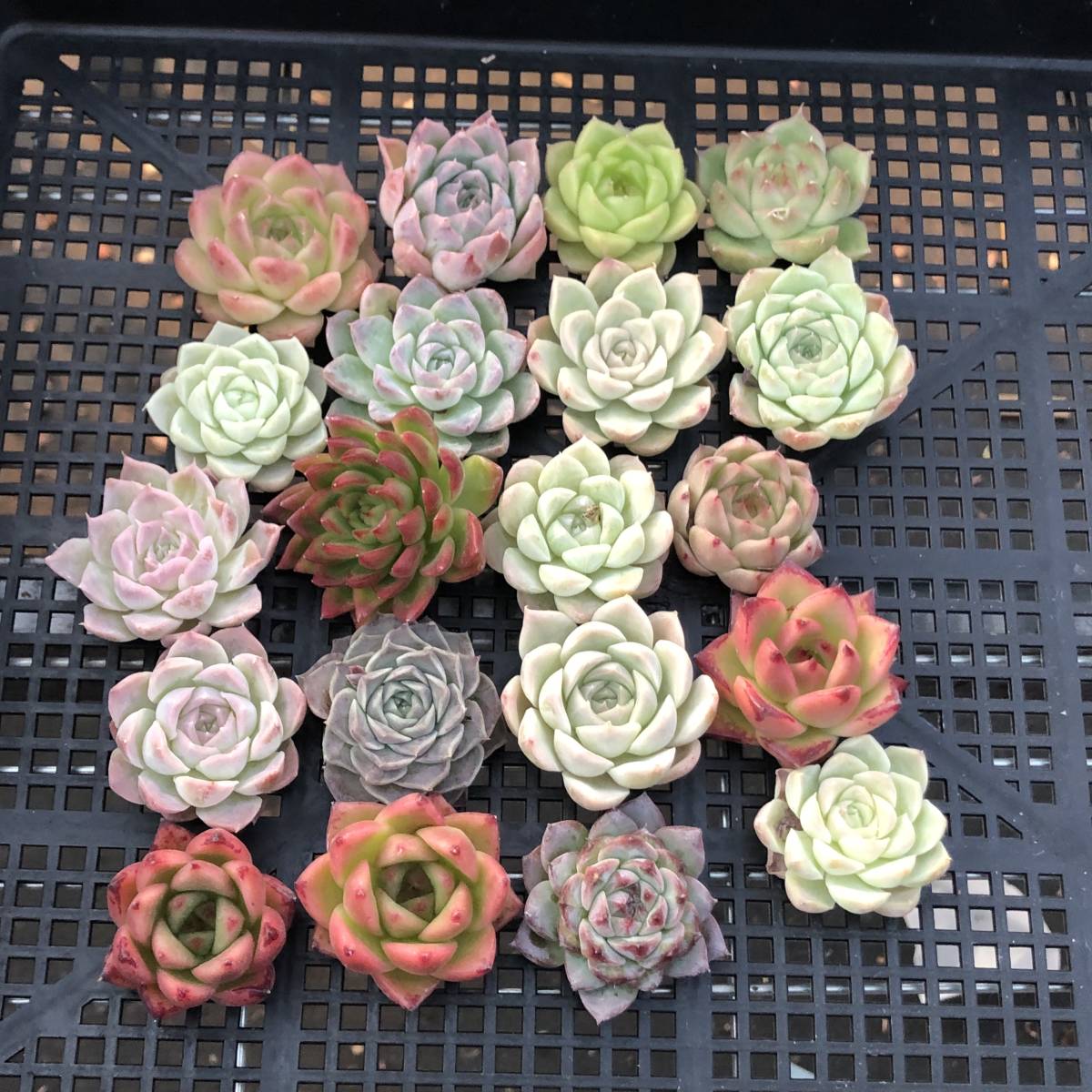 多肉植物 * Top エケベリア20個 0913-OT-23 多肉植物 カット