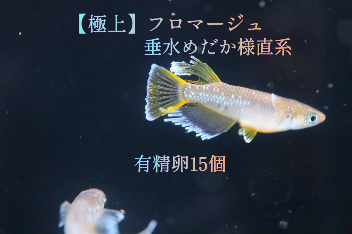 数量限定，正規品 極上 フロマージュ 有精卵15個 垂水めだか様直系個体 購入証拠用に到着時の写真を添付しています(その他)｜売買されたオークション情報、yahooの商品情報をアーカイブ公開 - オークファン その他
